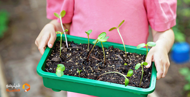 کودکی در حال نشان دادن بذرهای کاشته شده خود که سبز شده اند